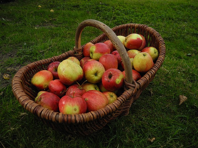 sklizeň jablek.jpg