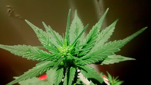 rostlina marihuany